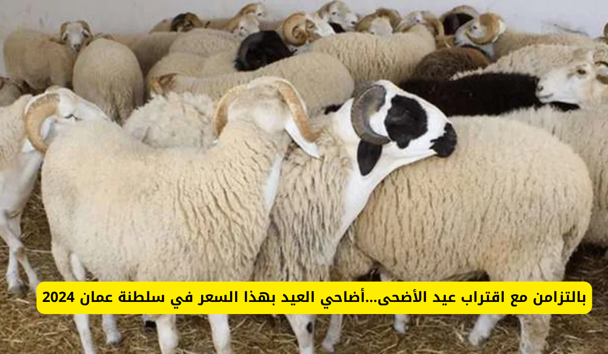 أسعار الأضاحي في عمان
