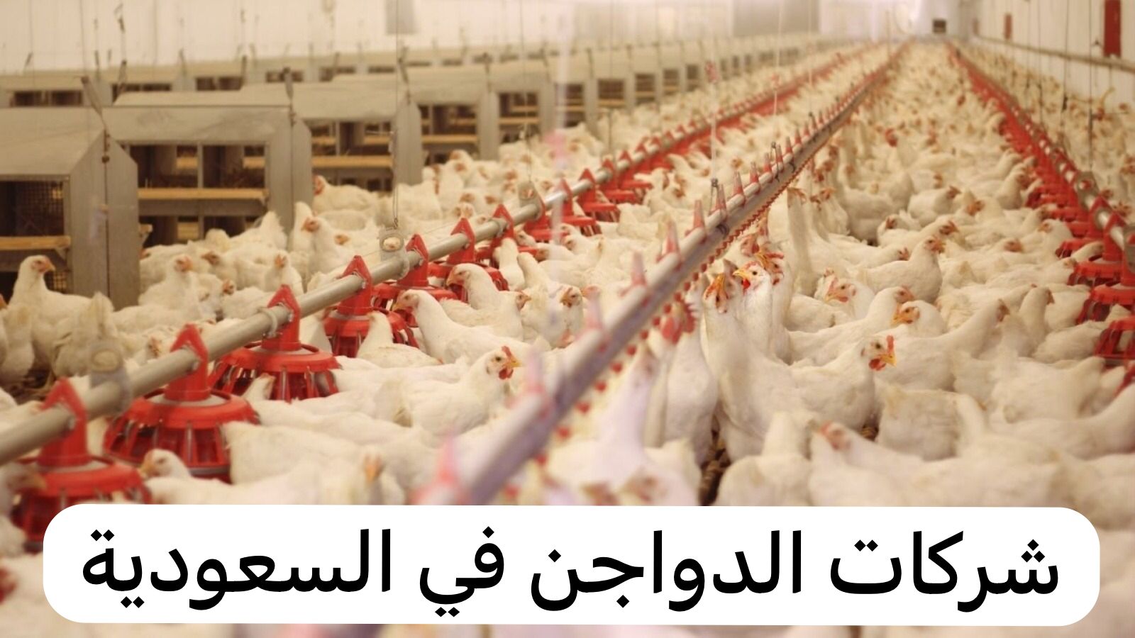 شركات الدواجن في السعودية