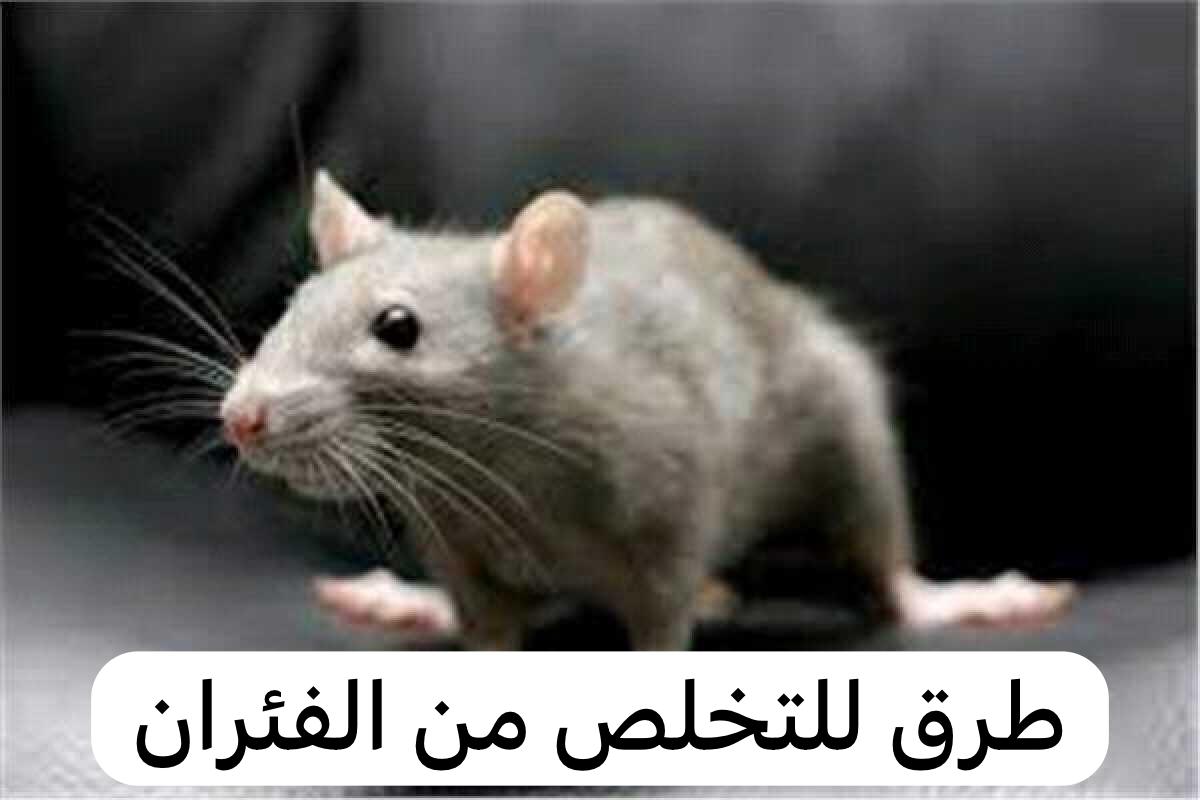 طرق للتخلص من الفئران