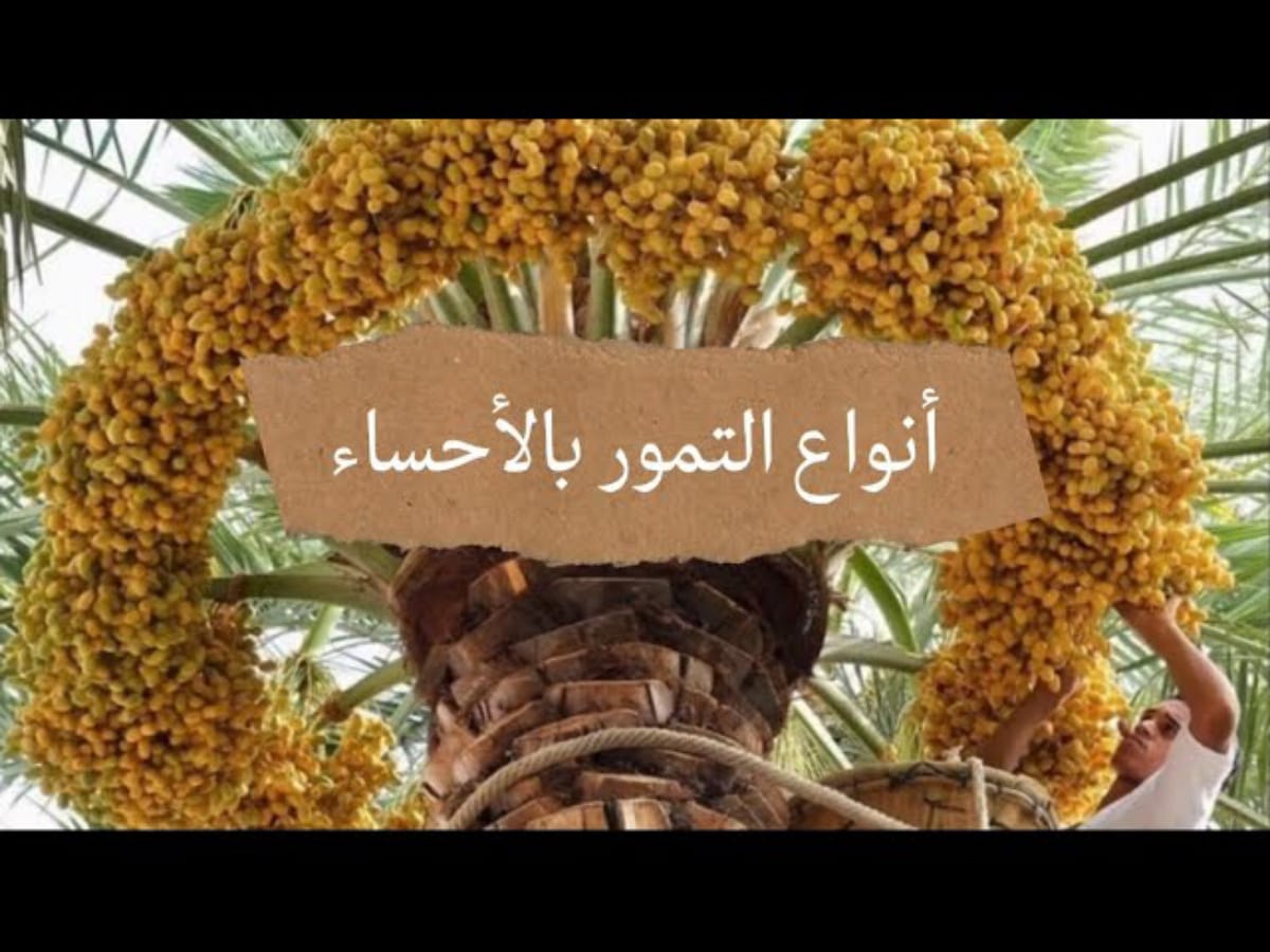  تمور الاحساء الفاخرة