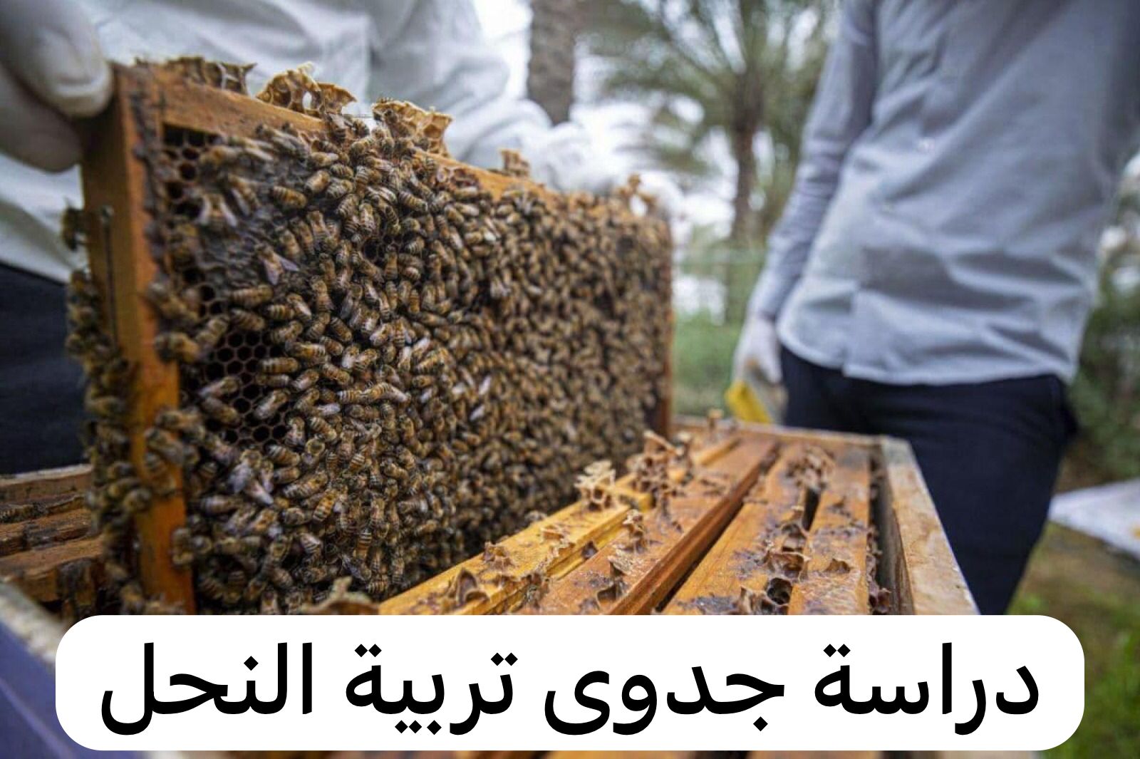 دراسة جدوى تربية النحل