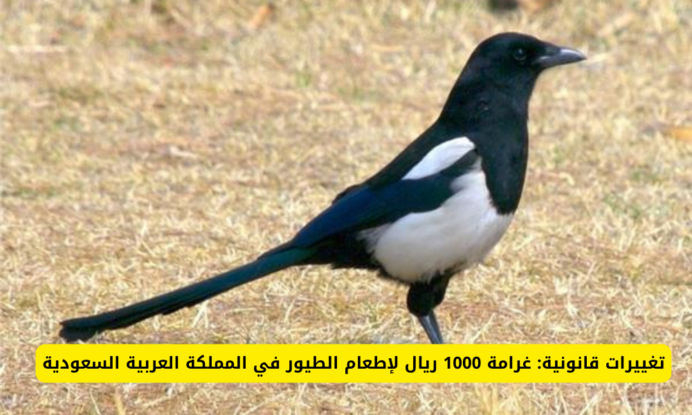 غرامة إطعام الطيور