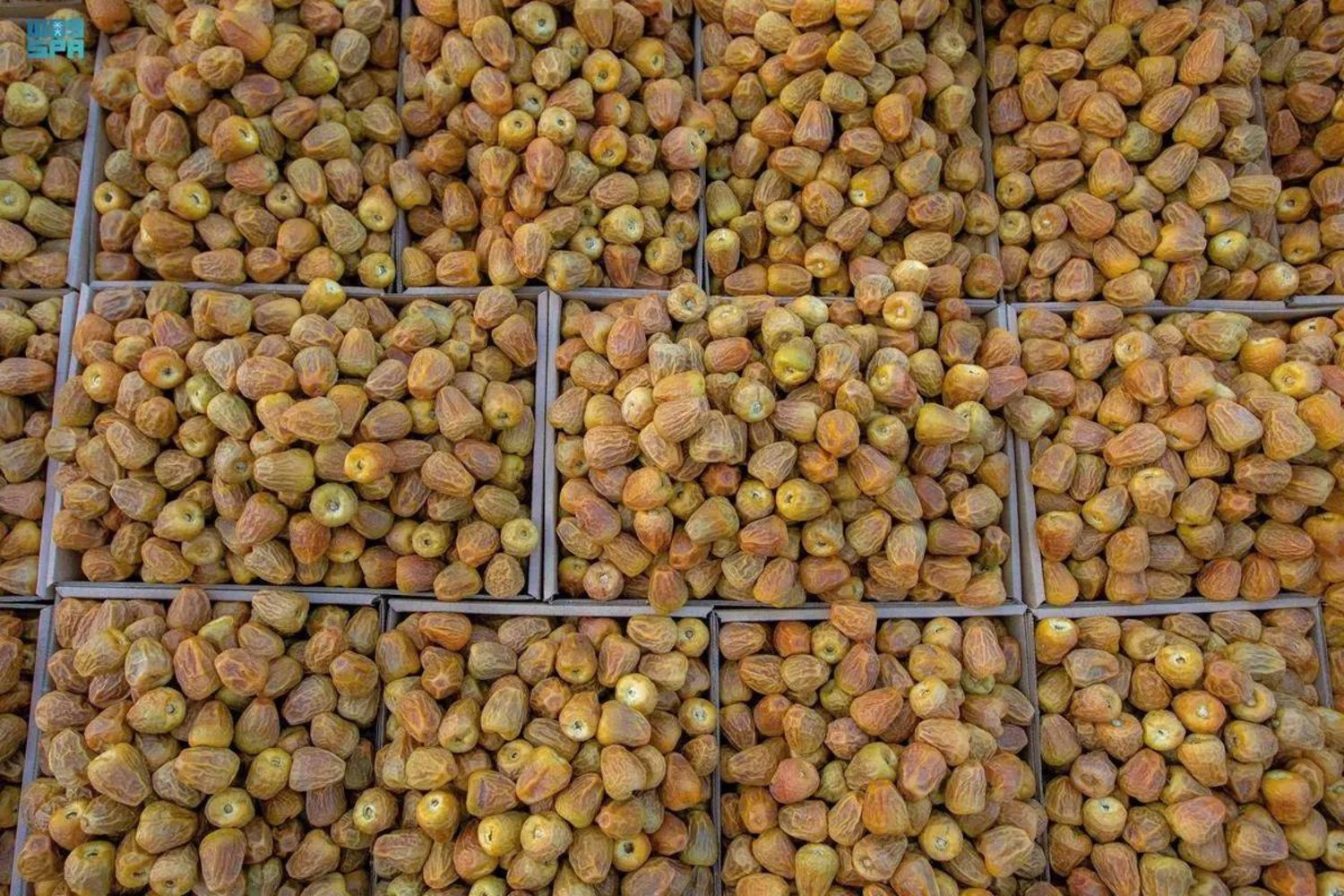  تمور الاحساء الفاخرة