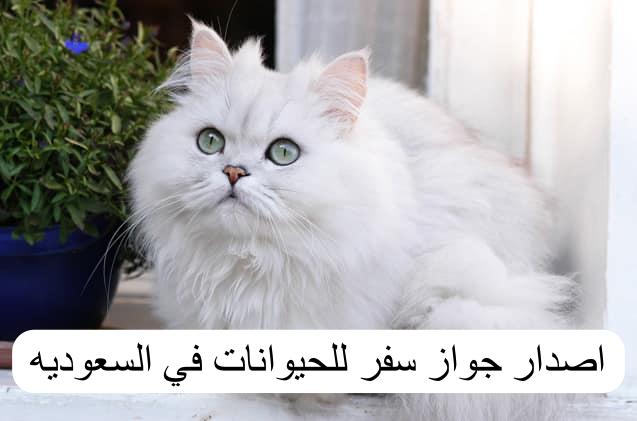 اصدار جواز سفر للحيوانات