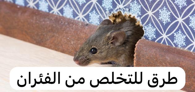 طرق للتخلص من الفئران
