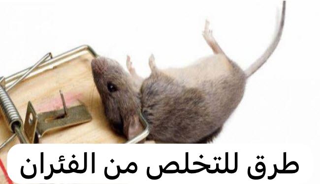 طرق للتخلص من الفئران