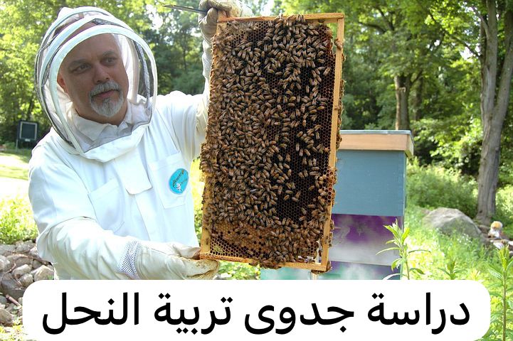 دراسة جدوى تربية النحل