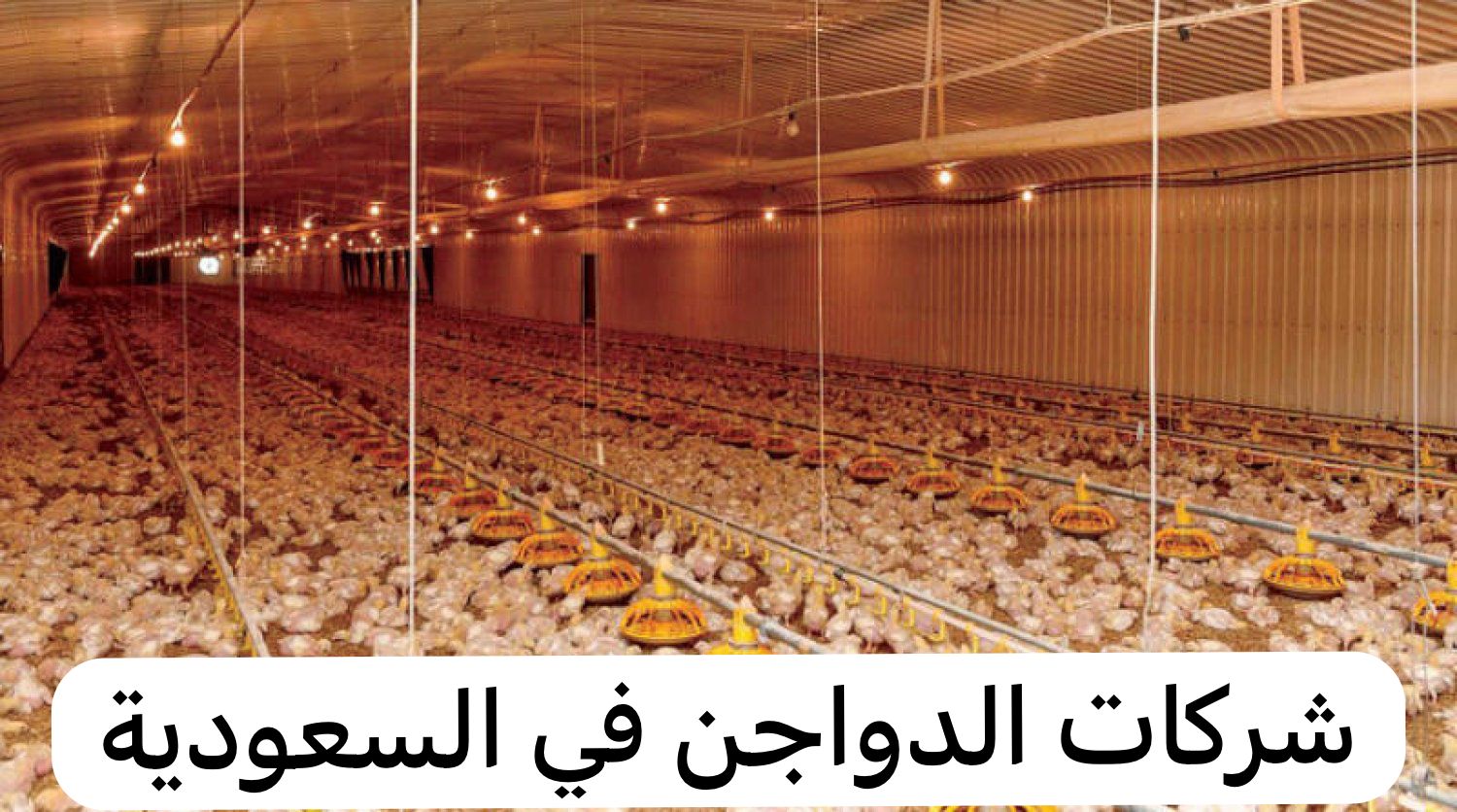 شركات الدواجن في السعودية