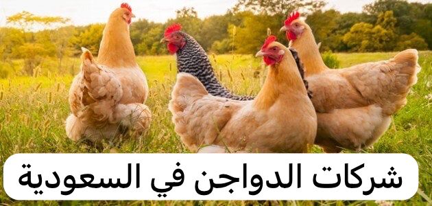 شركات الدواجن في السعودية